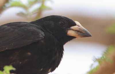 White-billed Buffalo-Weaver (Bubalornis albirostris) headshot