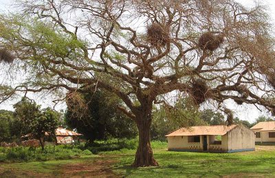 White-billed Buffalo-Weaver (Bubalornis albirostris) nesting colony
