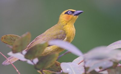 Black-necked Weaver (Ploceus nigricollis) female