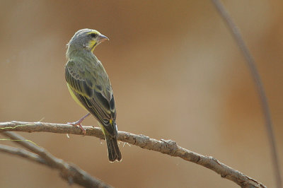 Yellow-fronted Canary (Serinus mozambicus)