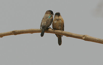 Bronze Mannikin (Lonchura cucullata) adult  & juvenile