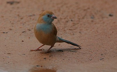 Red-cheeked Cordon-Bleu (Uraeginthus bengalus) female