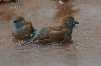 Red-cheeked Cordon-Bleu (Uraeginthus bengalus) females bathing