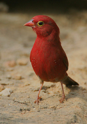 Red-billed Firefinch (Lagonosticta senegala) male