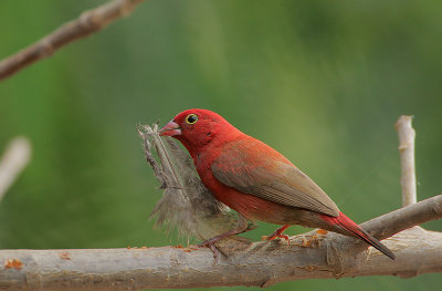 Red-billed Firefinch (Lagonosticta senegala) male