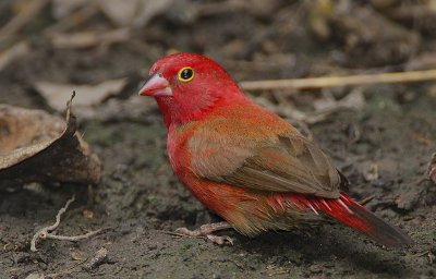 Red-billed Firefinch (Lagonosticta senegala) male