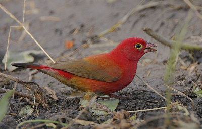 Red-billed Firefinch (Lagonosticta senegala) male