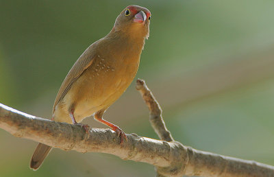 Red-billed Firefinch (Lagonosticta senegala) female