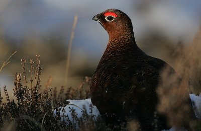 Red Grouse cock (Lagopus lagopus scoticus)