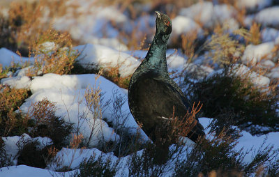 Blackcock (Tetrao tetrix)