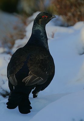 Blackcock (Tetrao tetrix)