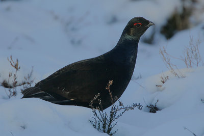 Blackcock (Tetrao tetrix)