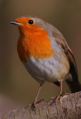 Robin