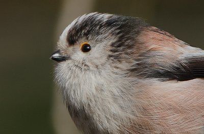 Long-tailed Tit (Aegithalos caudatus)