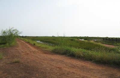 Freshwater marsh