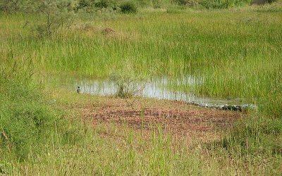 Freshwater marsh