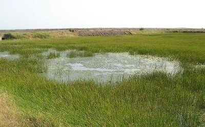 Freshwater marsh