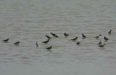 Little Stints and Curlew Sandpiper (centre)