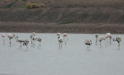 Greater Flamingo