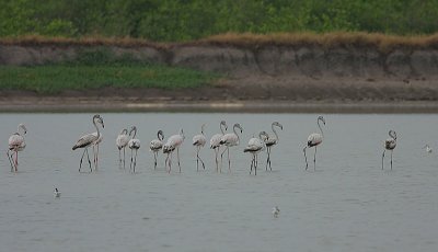 Greater Flamingo  &  Avocets