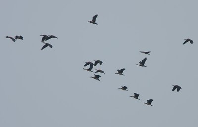 White-faced Whistling Ducks