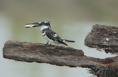 Pied Kingfisher