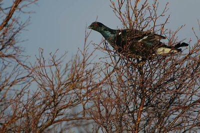 Blackcock (Tetrao tetrix)