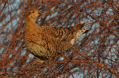 Greyhen (Tetrao tetrix)