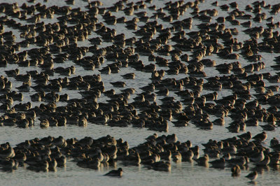 Knot roost at sunset