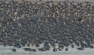 Knot roost