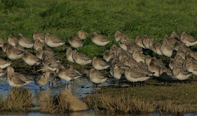 Bar-tailed Godwits