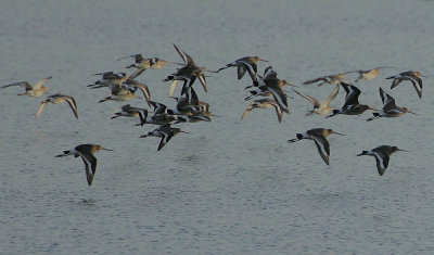 Black-tailed Godwits in flight