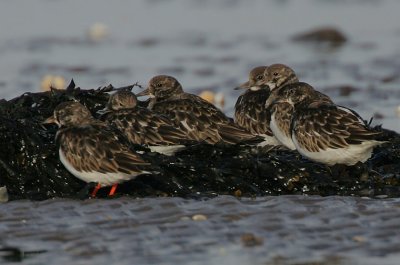 Ruddy Turnstones (Arenaria interpres) roosting