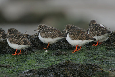 Ruddy Turnstones (Arenaria interpres) roosting