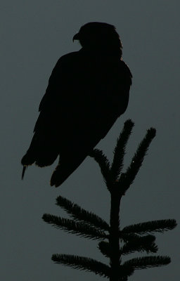 Common Buzzard @ dusk