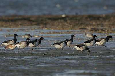 Pale-bellied Brent Geese (Branta bernicla hrota)