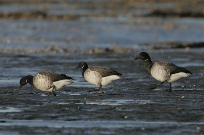 Pale-bellied Brent Geese (Branta bernicla hrota)