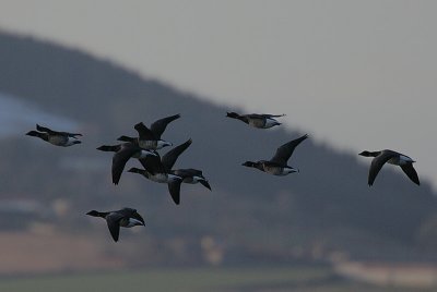 Pale-bellied Brent Geese (Branta bernicla hrota) in flight