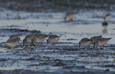Feeding Red Knot
