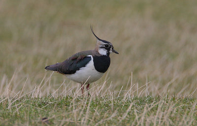 Lapwing (Vanellus vanellus)