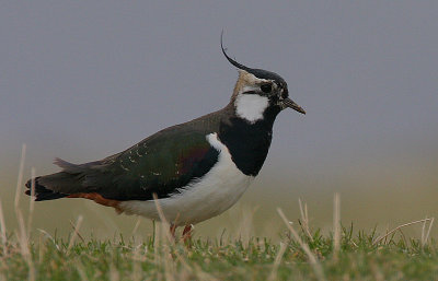 Lapwing (Vanellus vanellus)