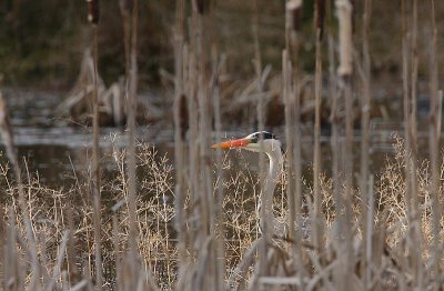 Grey Heron in the reeds