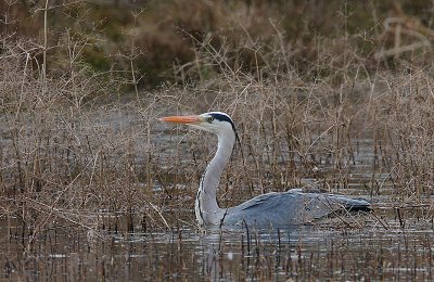 Grey Heron wading deeply