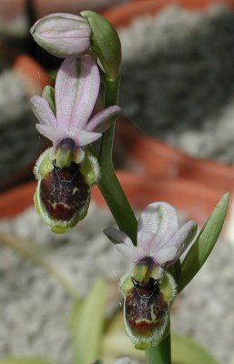 Ophrys sp. ( ?Ophrys sphegodes)
