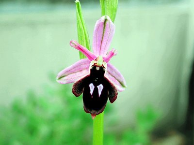 Ophrys reinholdi