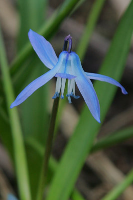 Scilla roseni