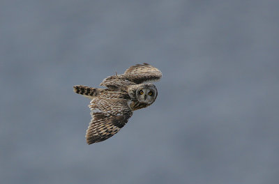 Short-eared Owl