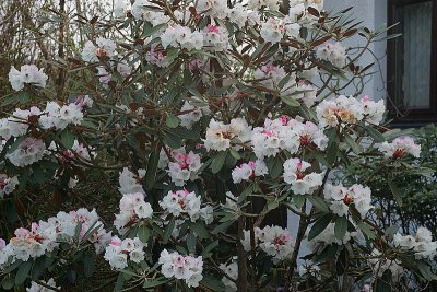 Rhododendron rex ssp fictolacteum