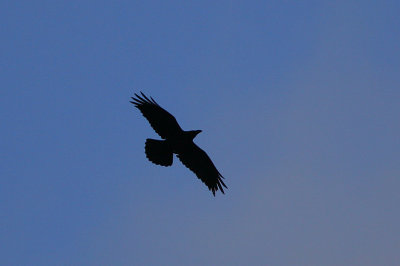 Raven  at dusk