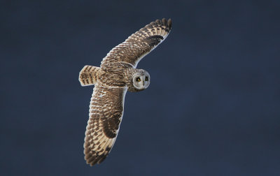 Short-eared Owl(Asio flammeus)